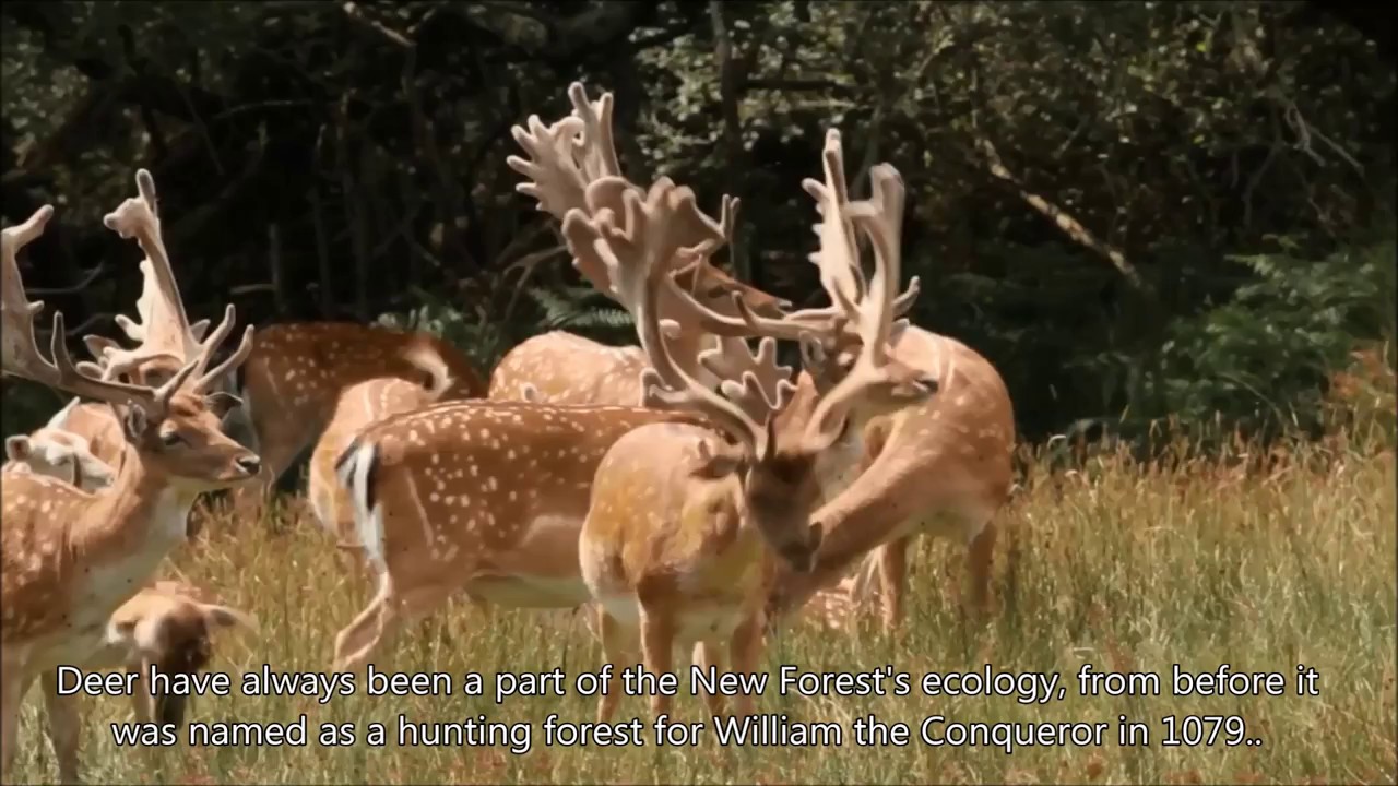 Deer in the New Forest news