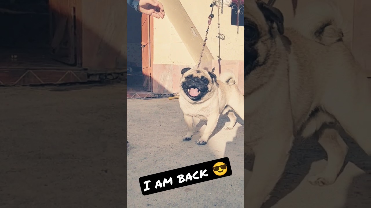 pug dog attitude😎😎shorts YouTube