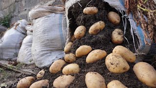 I Regret not Planting Potatoes Using this Method before!