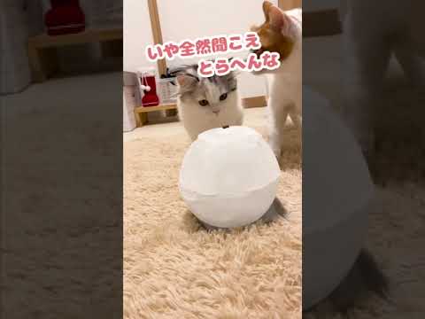 耳が遠い師匠に耳掃除をしてあげようとするつくし【おしゃべりする猫】 #Shorts