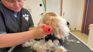 Grooming a Lhasa That Doesn't Like Being Groomed by Grooming with Lauren 36,065 views 2 years ago 44 minutes