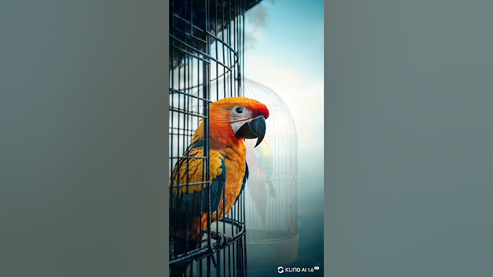 parrot wanted