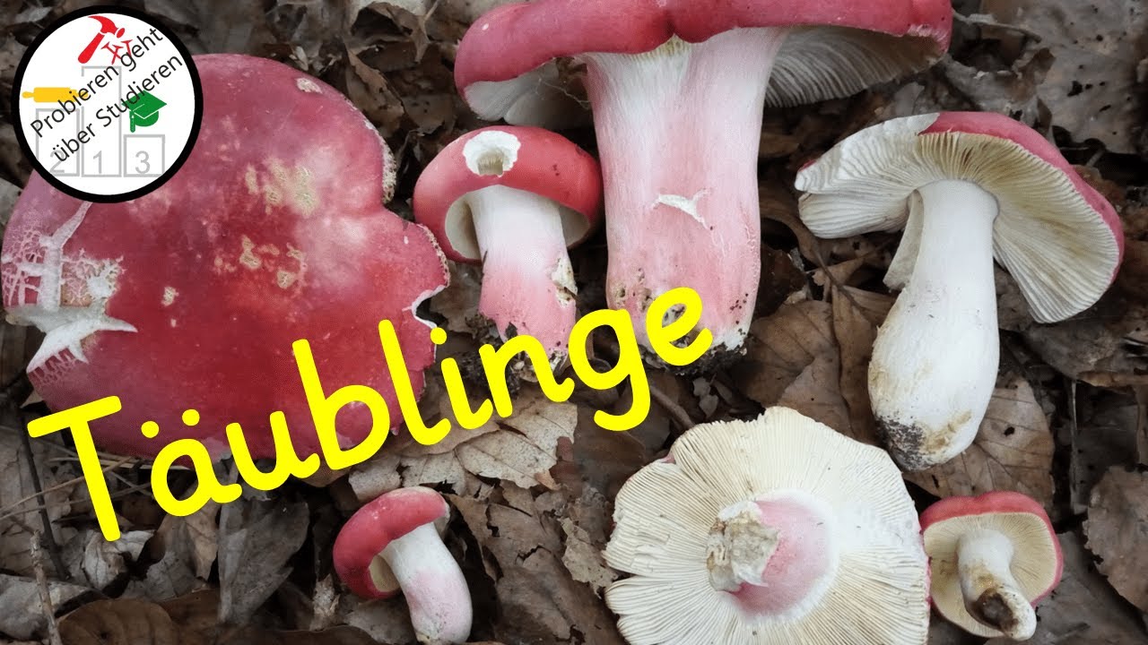 Speise- und Gifttäublinge erkennen 🍄 und bestimmen 😍
