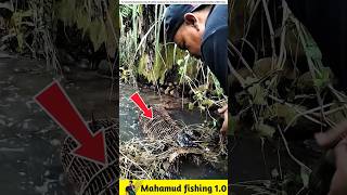 What fish did the man catch in the fish trap?🐟#viralvideo #facts #fishinggear #fishinglife #fish