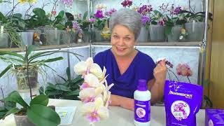 Thrips, Aminosil, Fertilizing flowering orchids and Answers to these questions...