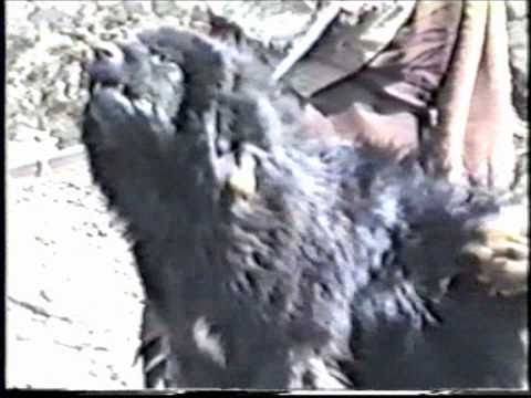 The Tibetan Mastiff in Tibet with nomads by judge ...