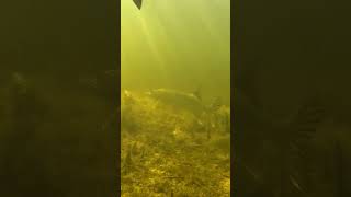 подводная охота на щуку