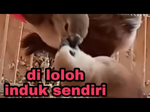 cara beternak emprit kaji di kandang sempit biarkan Di Loloh Induknya