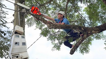 30 Phút Hồi Hộp Thợ Trạm Trực Tiếp Vào Dây Điện Để Cưa Cây Còng Vùng Campuchia