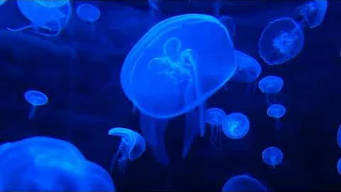 Deep in the Ocean || Ocean living Creature.
