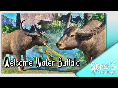 Video: Bufalo d'acqua: descrizione, habitat. Uomo e bufalo