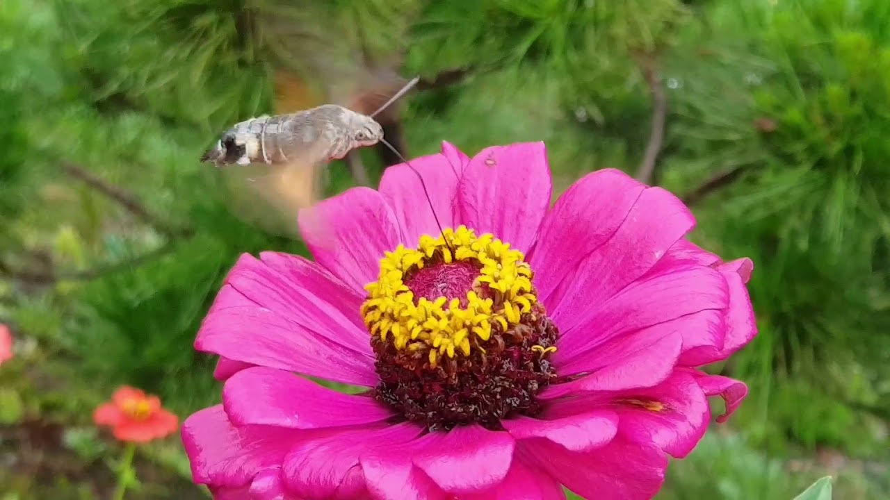 Similar Kantar Insect 박각시나방. 벌새 비슷한 곤충 Bactrian moth. Insects similar to hummingbirds. - YouTube