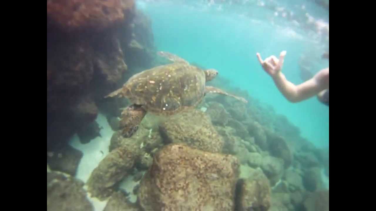 Turtle Diving In Hawaii with Striped Eels - YouTube