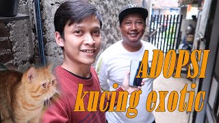 adopsi kucing exotic