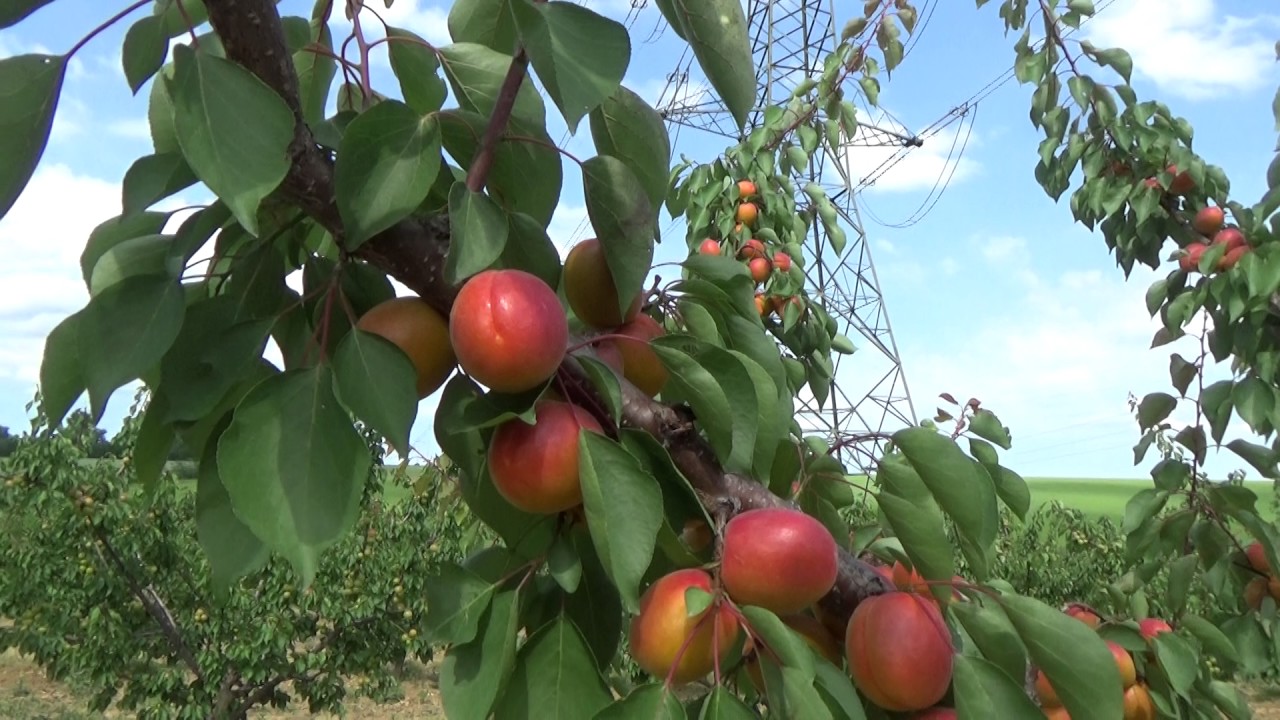 Tsunami kajszi érésben .