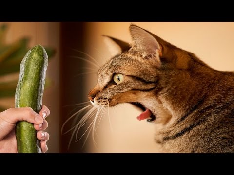 فيديو: هل القطط خائفة حقًا من الخيار؟