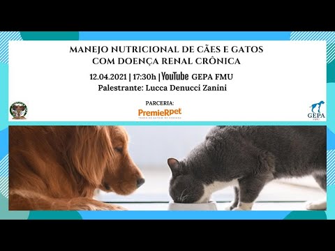 Vídeo: Manejo Nutricional Para Doença Inflamatória Intestinal Em Cães E Gatos