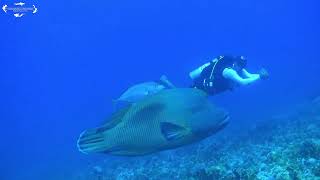 Sait Gezici & Hiraizerdüş Yara Min Resimi