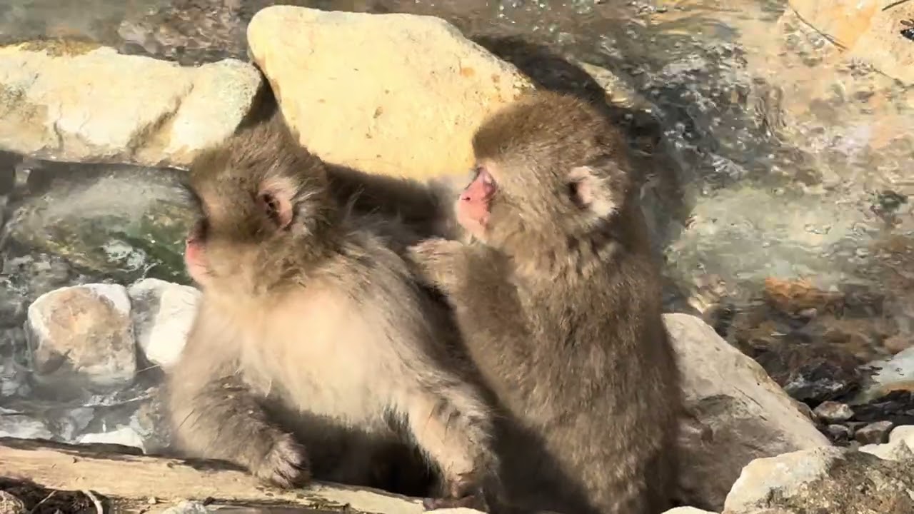 Jigokudani Monkey Park Nagano🙈🙊🙉