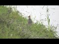 小辮鴴踏地覓食(畫質開4K)