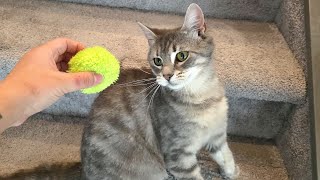 My cat Bunny trained me to play fetch on the stairs