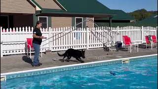 Adventurous Lifeguard 'Archie' 20 Mo Old Personal Protection Dog Rescues His Toys During Pool Play