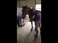 Equine Sports Massage - short demo to music