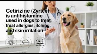 Cetirizine Dosage for Dogs | Uses, Benefits, Side Effects & How It Works Explained