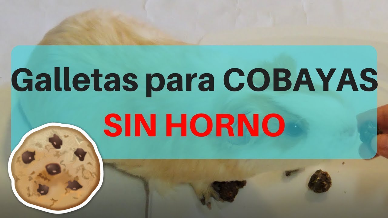 DIY GALLETAS PARA COBAYAS SIN HORNO | Phoebe y Equis Cobayas