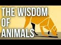 The wisdom of animals