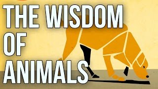 The Wisdom of Animals