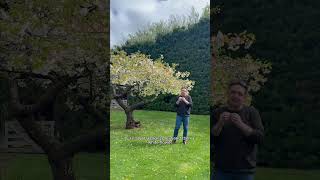 4 Flowering Cherries Compared