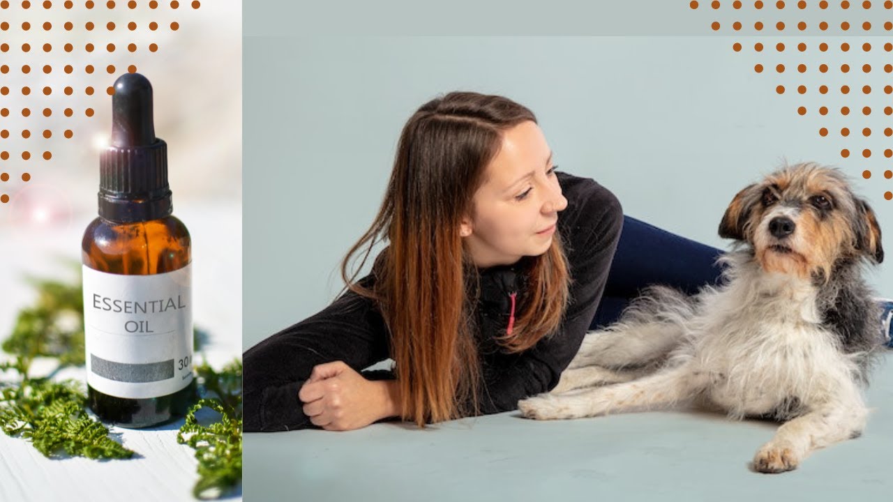 Where To Put Essential Oils On Dogs Safe Vs Toxic Oils YouTube
