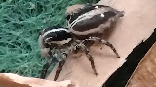 ハエトリグモ観察日記　#8 続々脱皮終わっていく