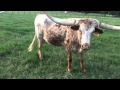 Longhorn Steer Juma Miles 4-13-15