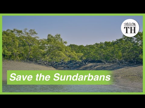 Importance of conserving Sundarbans, the largest mangrove forest in the world