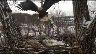 Decorah Eagles- Mom Flies To The Nest With A Fish- DM2 Follows