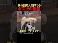 【キングチャールズ】暴れ回る犬を抑えるボス犬の風格