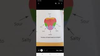 Structure and function of tongue