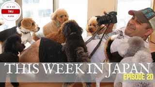 Top 4 Tokyo ANIMAL CAFES!