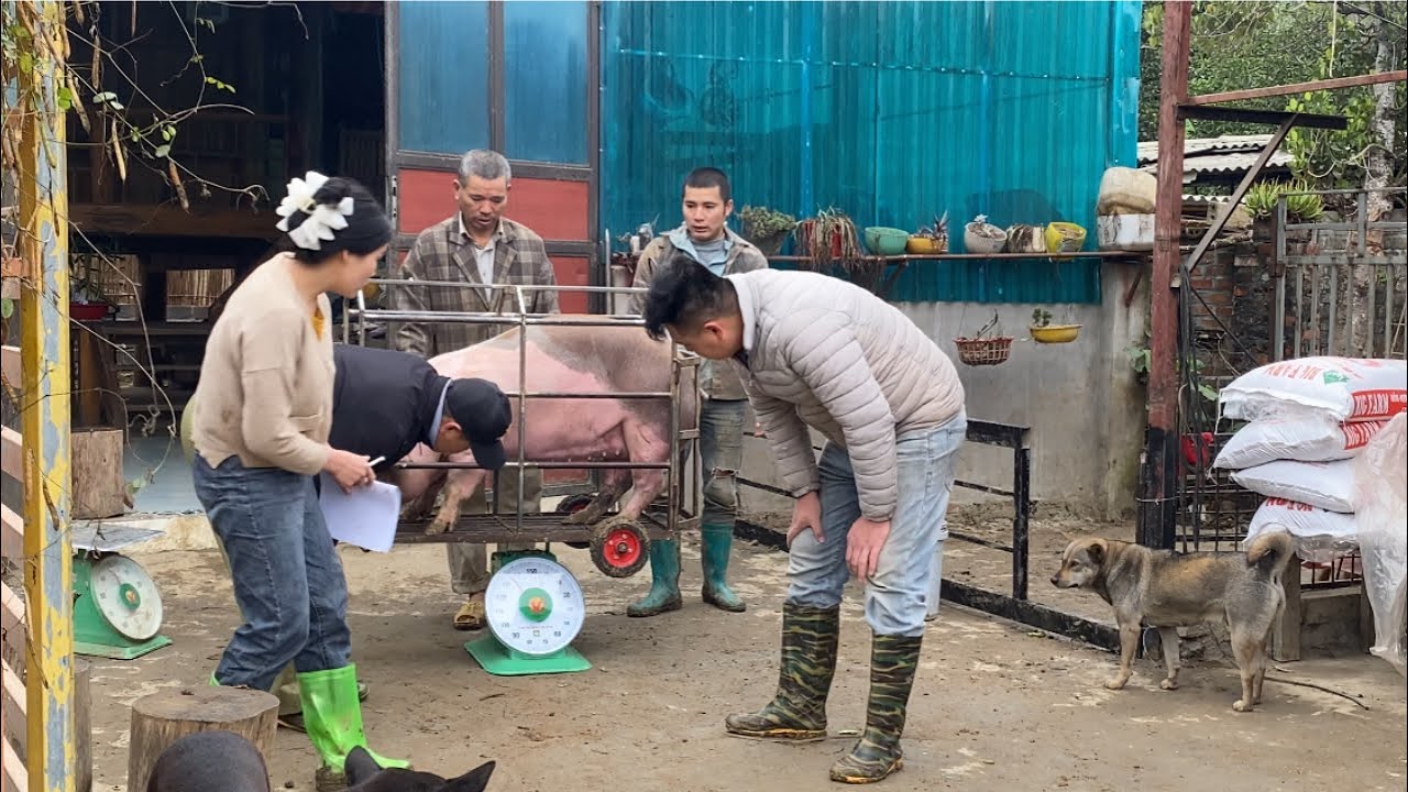 selling pigs,Reach 120 kg /@ThoaRurallife  #43