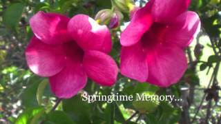 Springtime Memory
