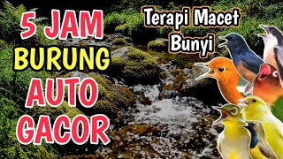 AUTO GACOR‼️ 5 Jam Terapi Burung Macet Bunyi | Suara Gemericik Air   Masteran Mewah