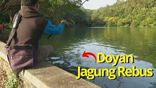 Baru Kali Ini Mancing Pake Umpan Jagung Rebus