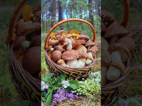 Белые грибы 18.05.2024. Porcini mushrooms - May, 18 2024. #mushroom #fungi #porcini #грибы
