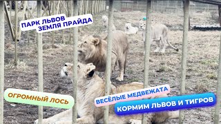 видео: Спасённый медвежонок с Камчатки! Он здесь? Парк Львов картинка: Спасённый медвежонок с Камчатки! Он здесь? Парк Львов