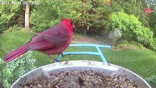 Morning Bird Feeder Camera — May 13, 2024