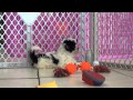 Malti Poo, Puppies, For, Sale, In, Edmond, Oklahoma, OK, Cleveland, Comanche, Canadian, Rogers, Payn Malti Poo, Puppies, For, Sale, In, Edmond, Oklahoma, OK, Cleveland, Comanche, Canadian, Rogers, Payn