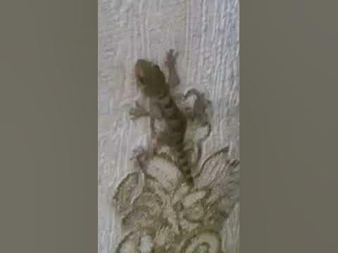 ЯЩИРИЦА - YouTube