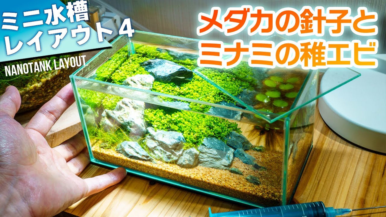 メダカの稚魚とミナミの稚エビが同居をはじめました メダカ孵化からの１ヶ月経過報告 アクアリウム メダカ エビ 水草水槽 Youtube